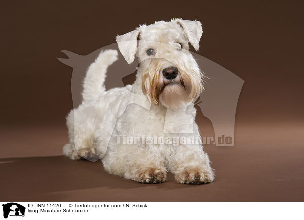 lying Miniature Schnauzer / NN-11420