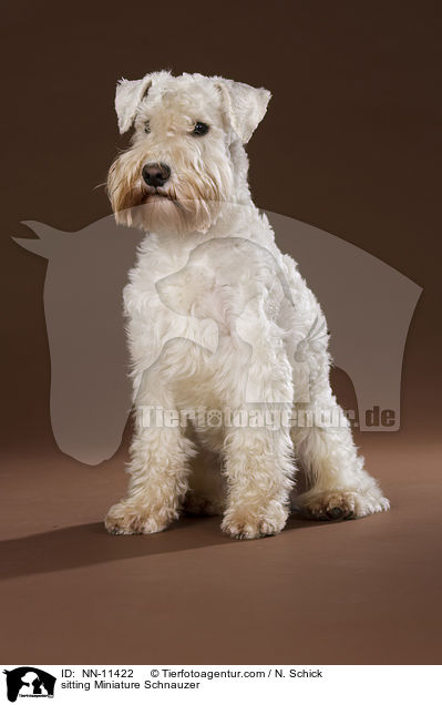 sitting Miniature Schnauzer / NN-11422