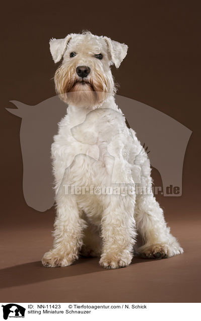 sitting Miniature Schnauzer / NN-11423