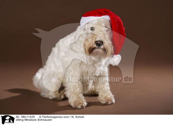 sitzender Zwergschnauzer / sitting Miniature Schnauzer / NN-11425