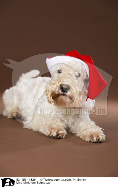lying Miniature Schnauzer / NN-11426