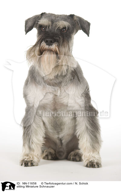 sitting Miniature Schnauzer / NN-11658