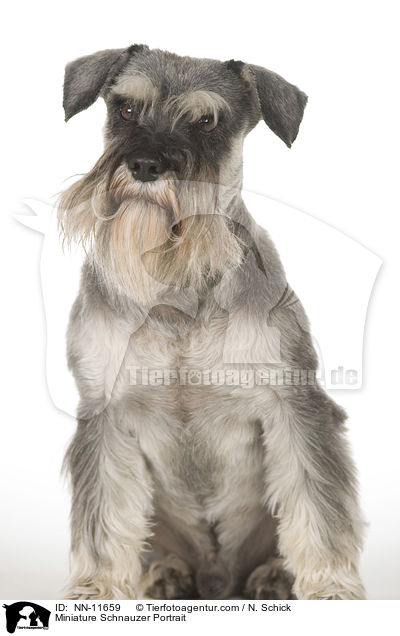 Miniature Schnauzer Portrait / NN-11659