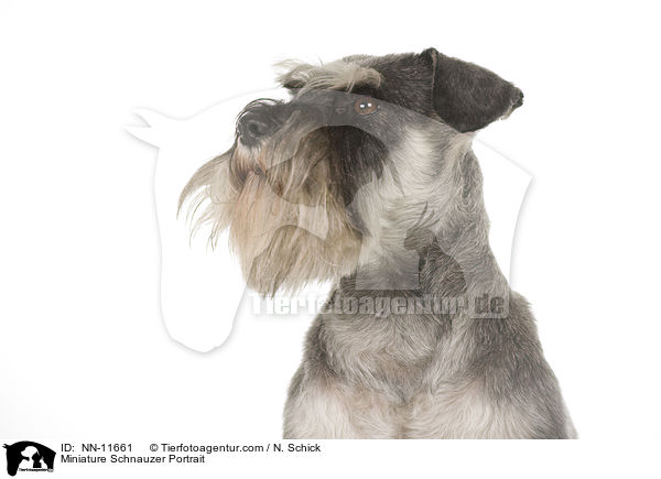 Miniature Schnauzer Portrait / NN-11661