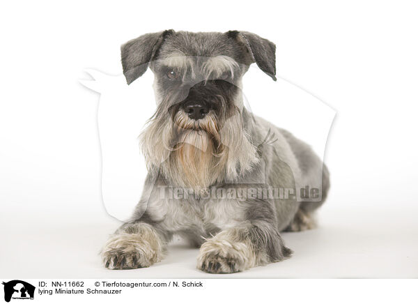 lying Miniature Schnauzer / NN-11662