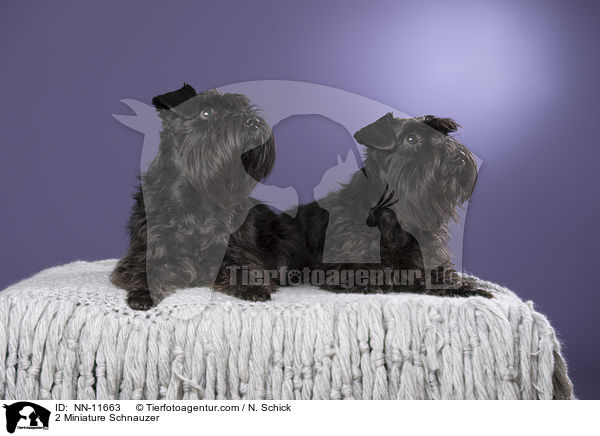 2 Miniature Schnauzer / NN-11663