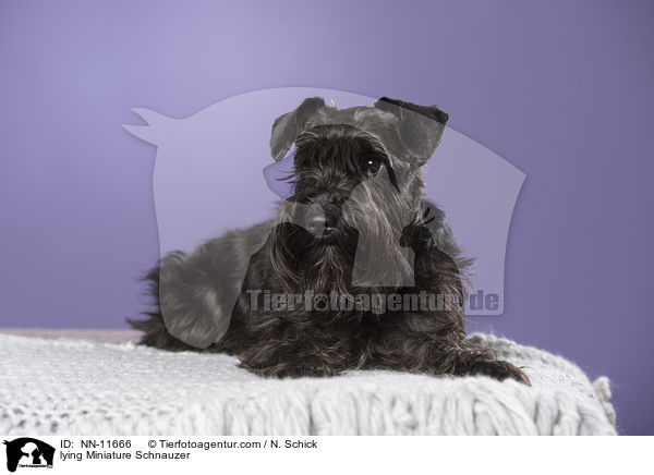 lying Miniature Schnauzer / NN-11666