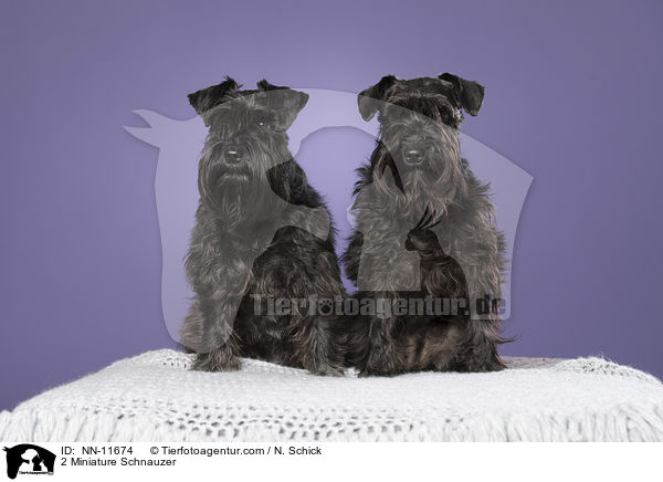 2 Miniature Schnauzer / NN-11674
