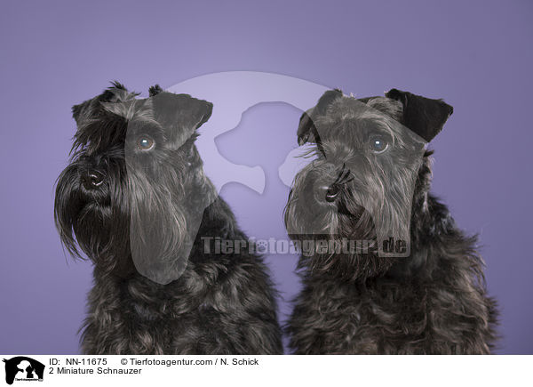 2 Miniature Schnauzer / NN-11675