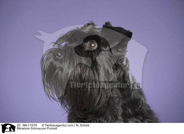 Miniature Schnauzer Portrait / NN-11676