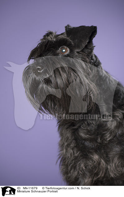 Miniature Schnauzer Portrait / NN-11679