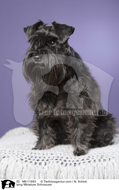 liegender Zwergschnauzer / lying Miniature Schnauzer / NN-11683
