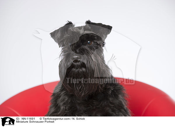Miniature Schnauzer Portrait / NN-11691