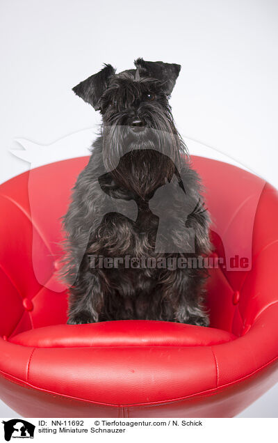 sitting Miniature Schnauzer / NN-11692