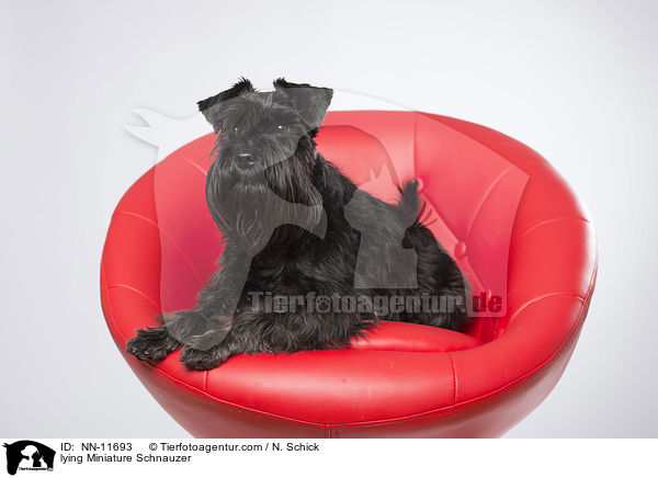 lying Miniature Schnauzer / NN-11693