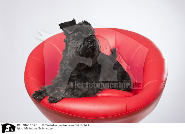liegender Zwergschnauzer / lying Miniature Schnauzer / NN-11695
