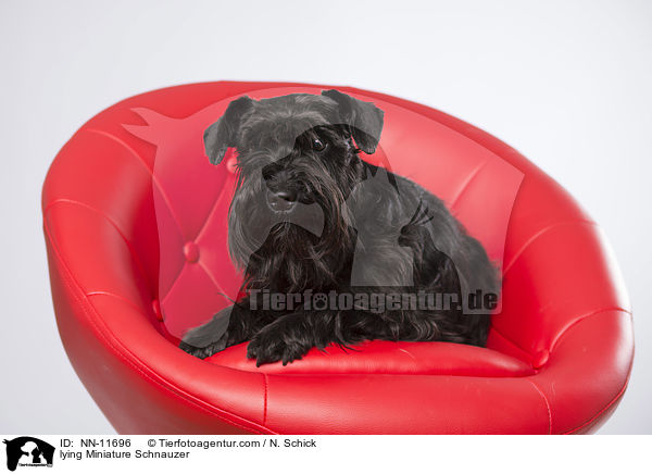 lying Miniature Schnauzer / NN-11696