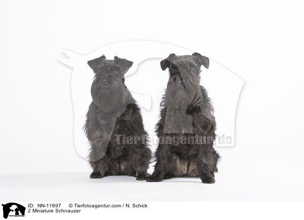 2 Miniature Schnauzer / NN-11697