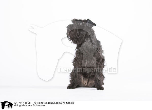 sitting Miniature Schnauzer / NN-11698