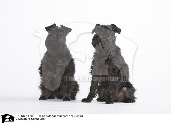 2 Miniature Schnauzer / NN-11700