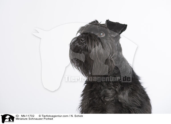 Miniature Schnauzer Portrait / NN-11702