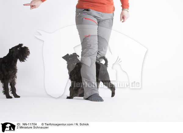 2 Zwergschnauzer / 2 Miniature Schnauzer / NN-11704