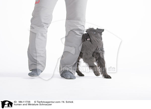 Mensch und Zwergschnauzer / human and Miniature Schnauzer / NN-11706