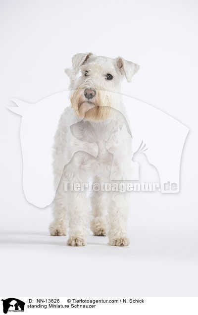 standing Miniature Schnauzer / NN-13626