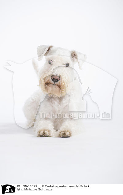 lying Miniature Schnauzer / NN-13629