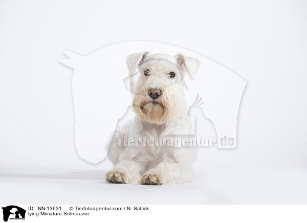 lying Miniature Schnauzer / NN-13631