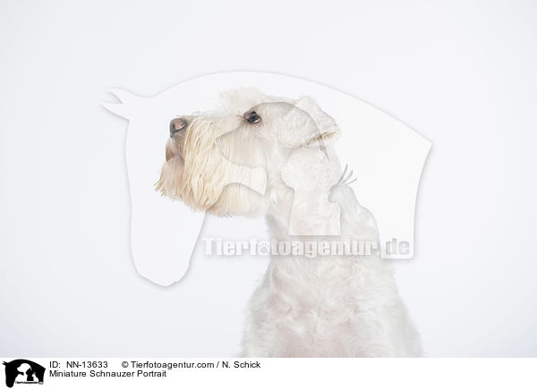 Miniature Schnauzer Portrait / NN-13633
