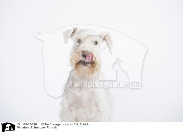 Miniature Schnauzer Portrait / NN-13636