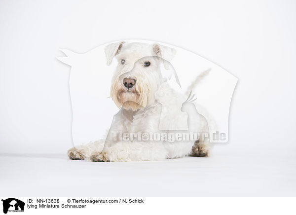 lying Miniature Schnauzer / NN-13638