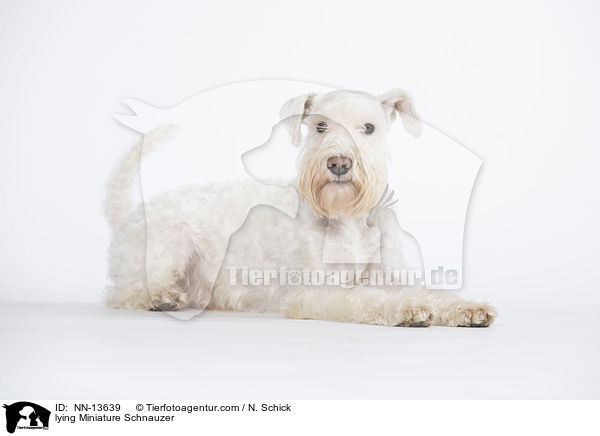 lying Miniature Schnauzer / NN-13639