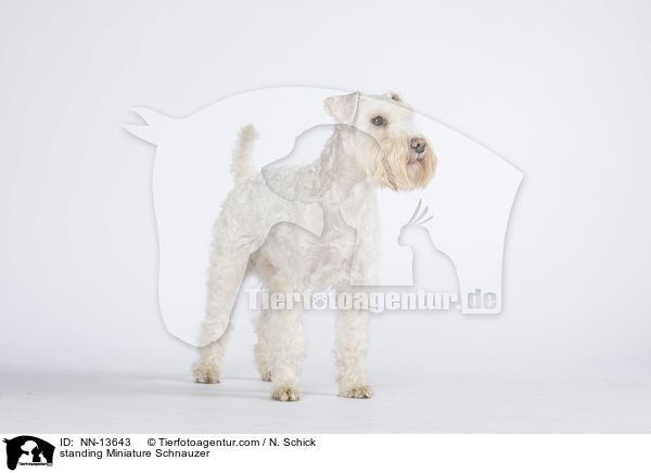 standing Miniature Schnauzer / NN-13643