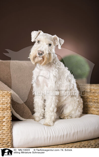 sitting Miniature Schnauzer / NN-13645