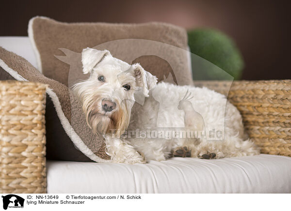 lying Miniature Schnauzer / NN-13649