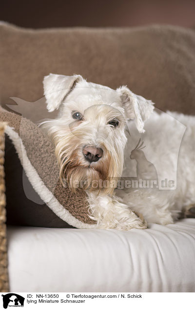 lying Miniature Schnauzer / NN-13650