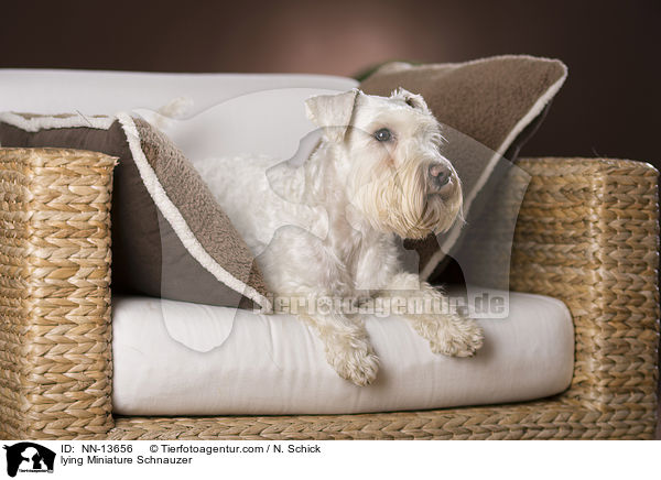 liegender Zwergschnauzer / lying Miniature Schnauzer / NN-13656