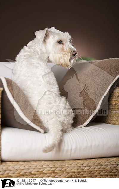 sitzender Zwergschnauzer / sitting Miniature Schnauzer / NN-13657