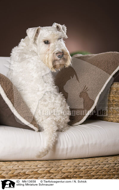 sitzender Zwergschnauzer / sitting Miniature Schnauzer / NN-13658