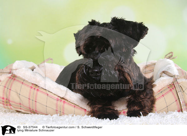 liegender Zwergschnauzer / lying Miniature Schnauzer / SS-37544