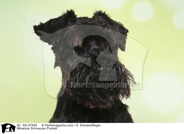 Zwergschnauzer Portrait / Miniature Schnauzer Portrait / SS-37545