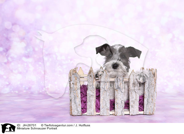 Zwergschnauzer Portrait / Miniature Schnauzer Portrait / JH-26701