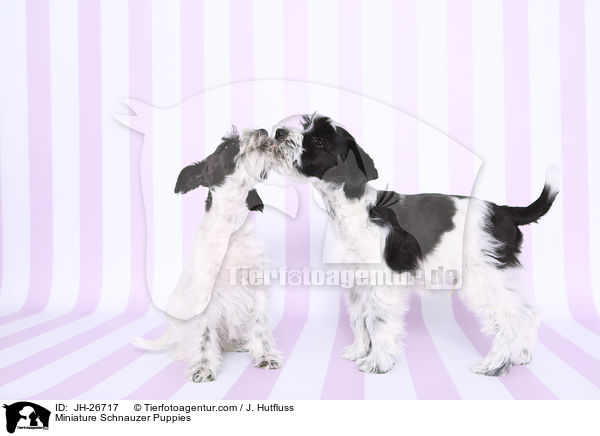 Miniature Schnauzer Puppies / JH-26717