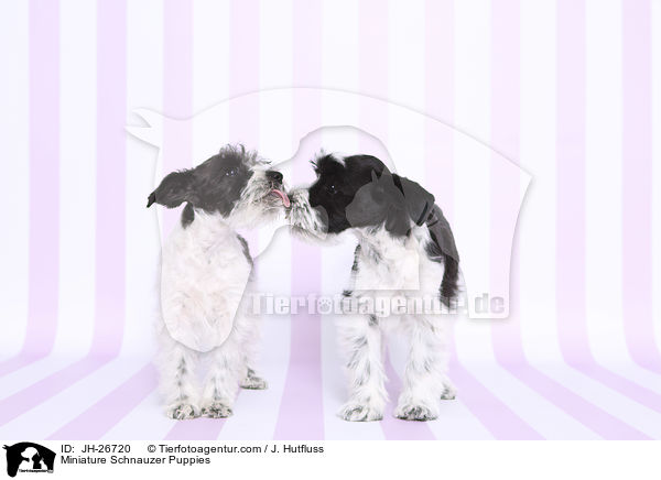 Miniature Schnauzer Puppies / JH-26720