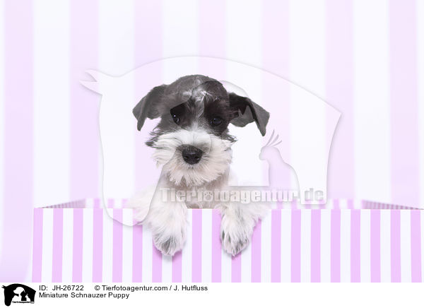Zwergschnauzer Welpe / Miniature Schnauzer Puppy / JH-26722