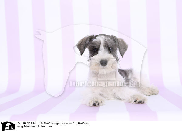 lying Miniature Schnauzer / JH-26724