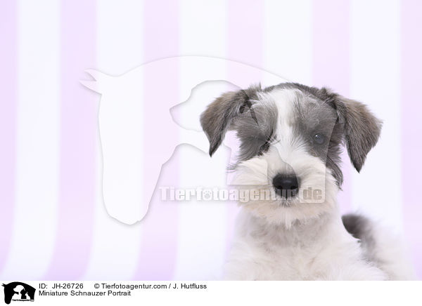 Miniature Schnauzer Portrait / JH-26726