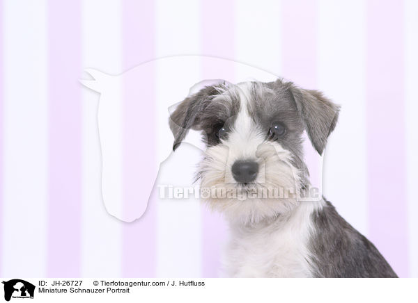 Miniature Schnauzer Portrait / JH-26727
